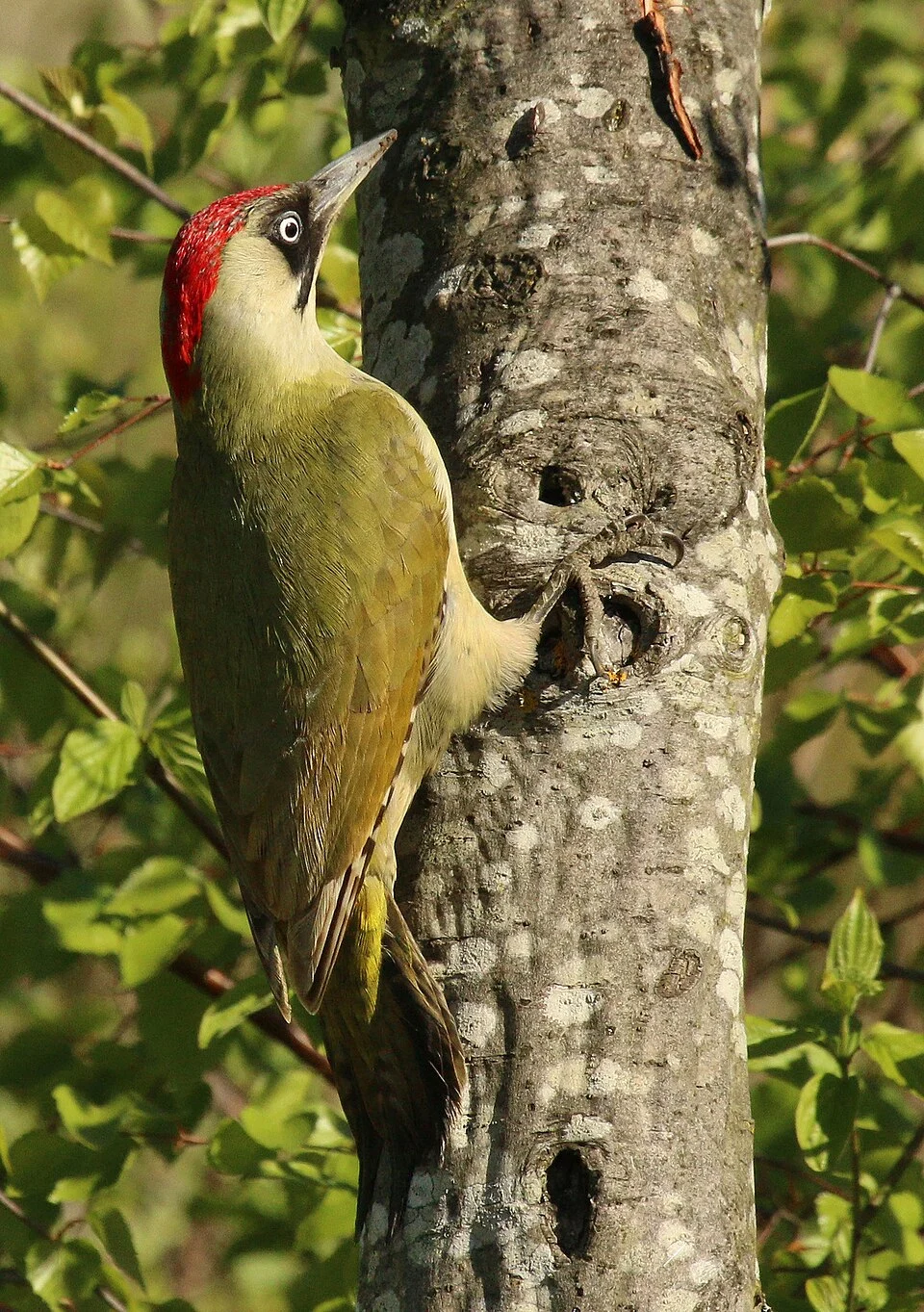 European green woodpecker (Picus viridis) female, WWT London Wetland Centre, Barnes