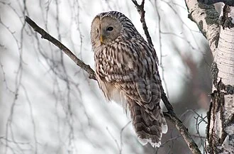 Ural Owl Strix uralensis, Kotka, Finland