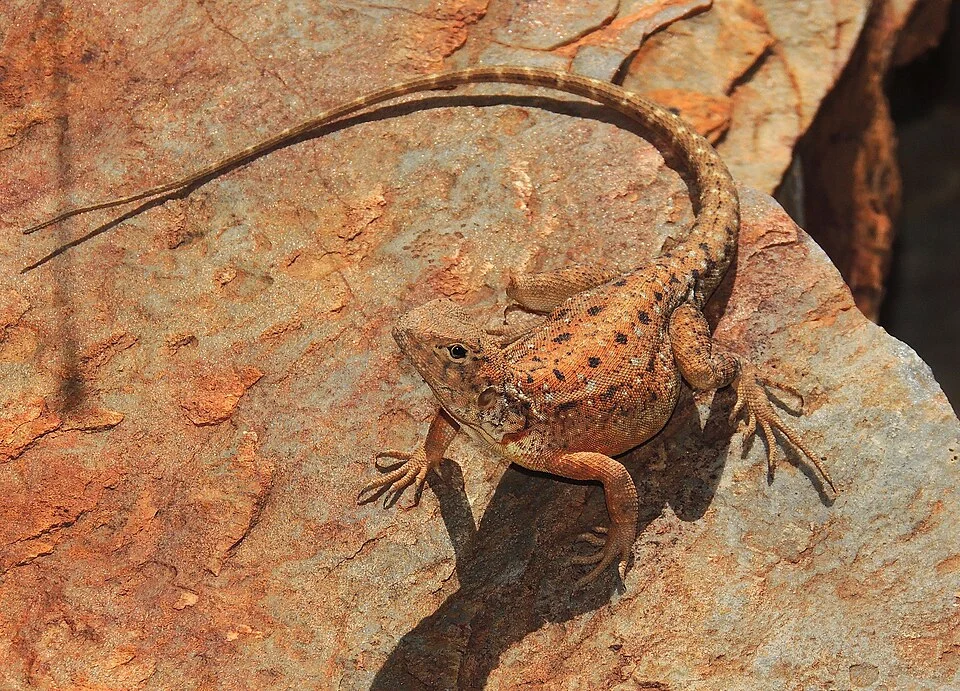 Photo of Slater's Ring-tailed Dragon (undefined) uploaded from iNaturalist.