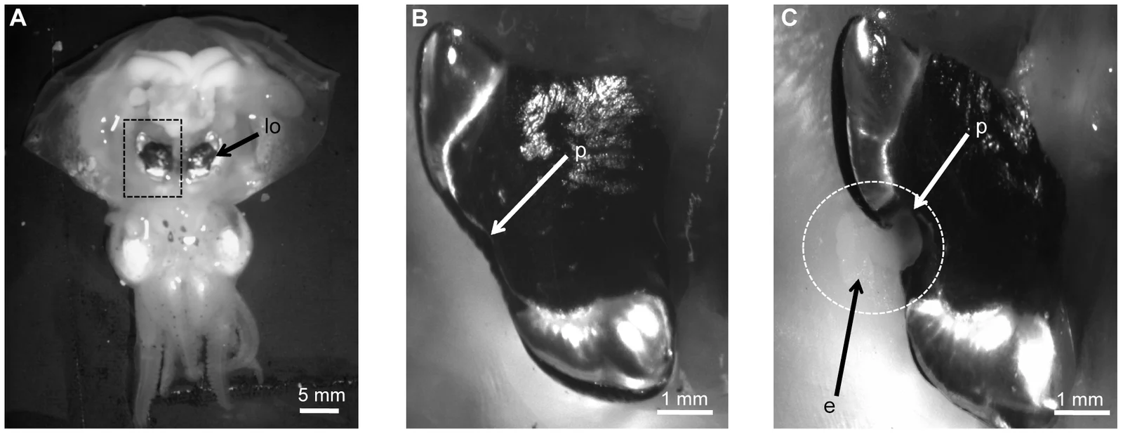 Ventrally dissected adult Euprymna scolopes and two enlarged views of its light organ before and during venting, Schleicher and Nyholm’s 2011 figure 1