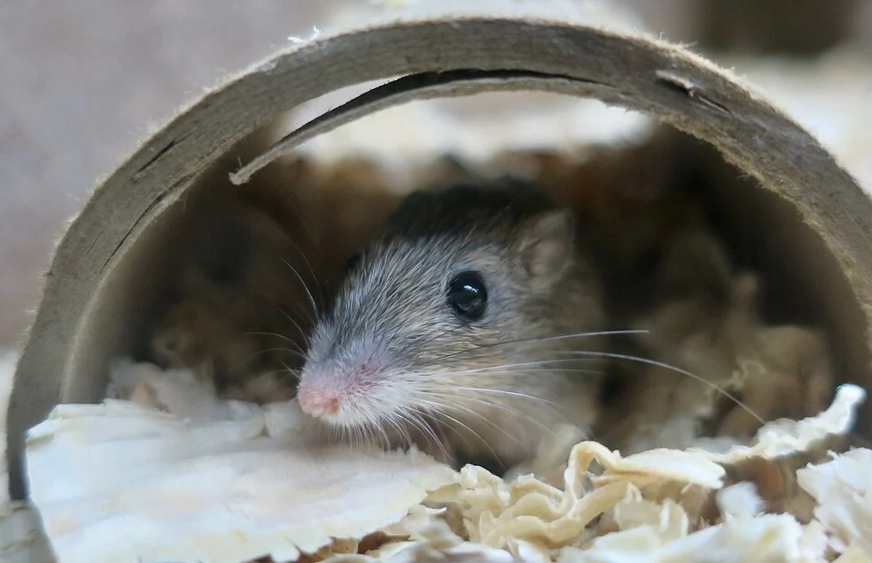 An Arizona pocket mouse at Wildlife World Zoo & Aquarium.