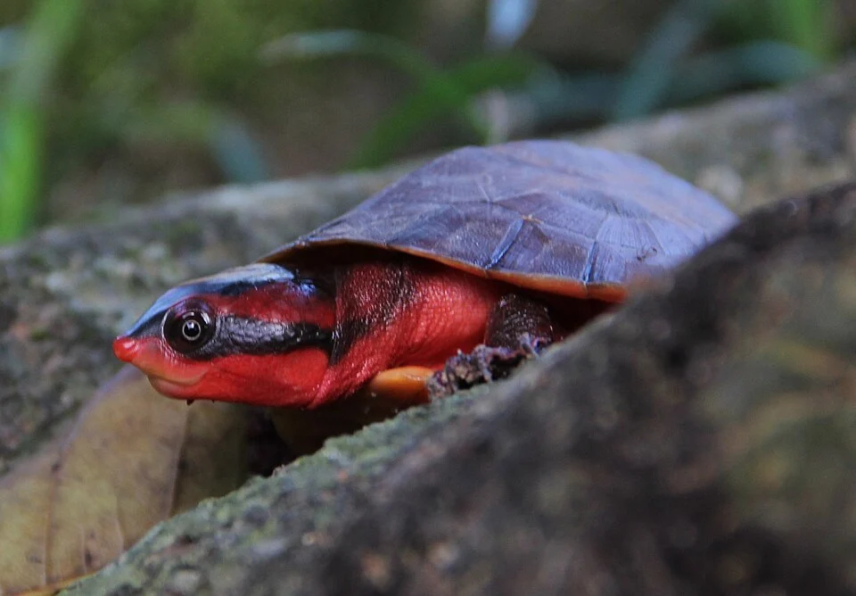 Rhinemys rufipes, Chelidae, Red side-necked turtle.