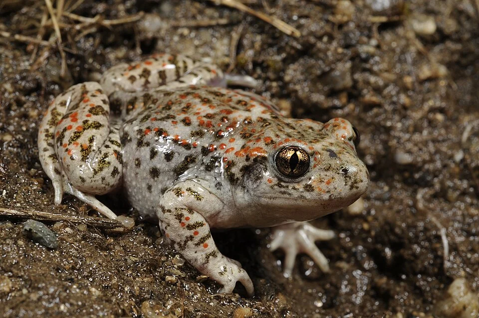 The Iberian midwife toad Alytes cisternasii on a humid ground