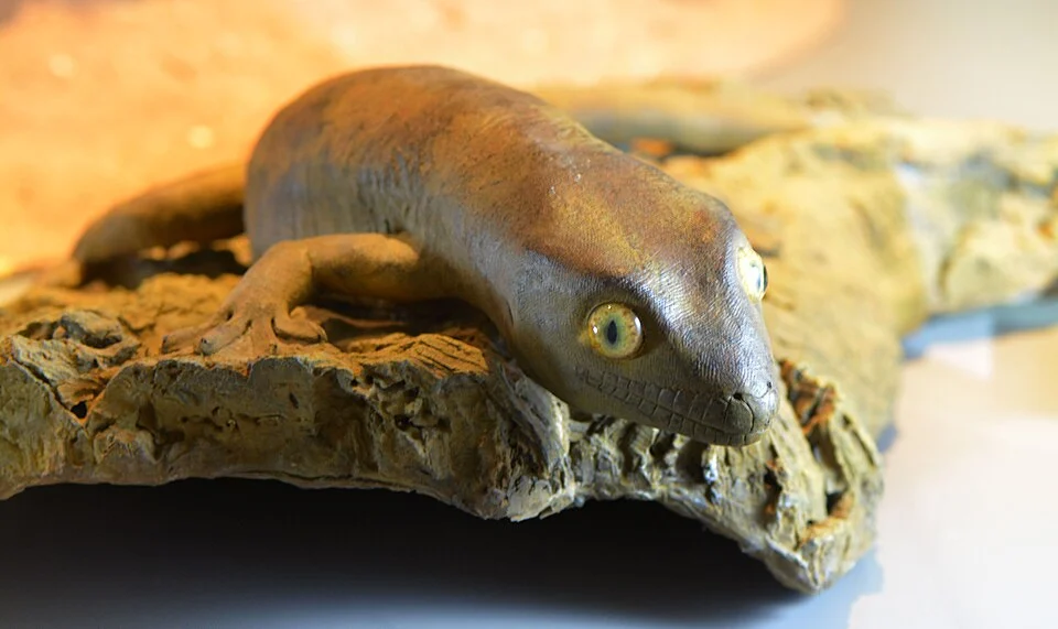 Delcourt's Gecko (Hoplodactylus delcourti): a giant  gecko species, endemic of New Zealand which became extinct species in the second half of the nineteenth century ; considered extinct in 1870. It could reach 60 cm long, . Only a few reconstituted or naturalized specimens (like this one) are held by some natural history museum in the world. This object was part of the exhibition "The dear departed" presented to the public in 2000 by the  Lille Natural History Museum (MHNL)