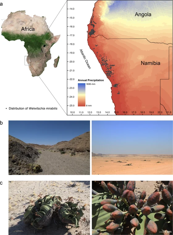 Welwitschia mirabilis distribution, habitat and male and female plants in Wan and coauthors’ figure 1