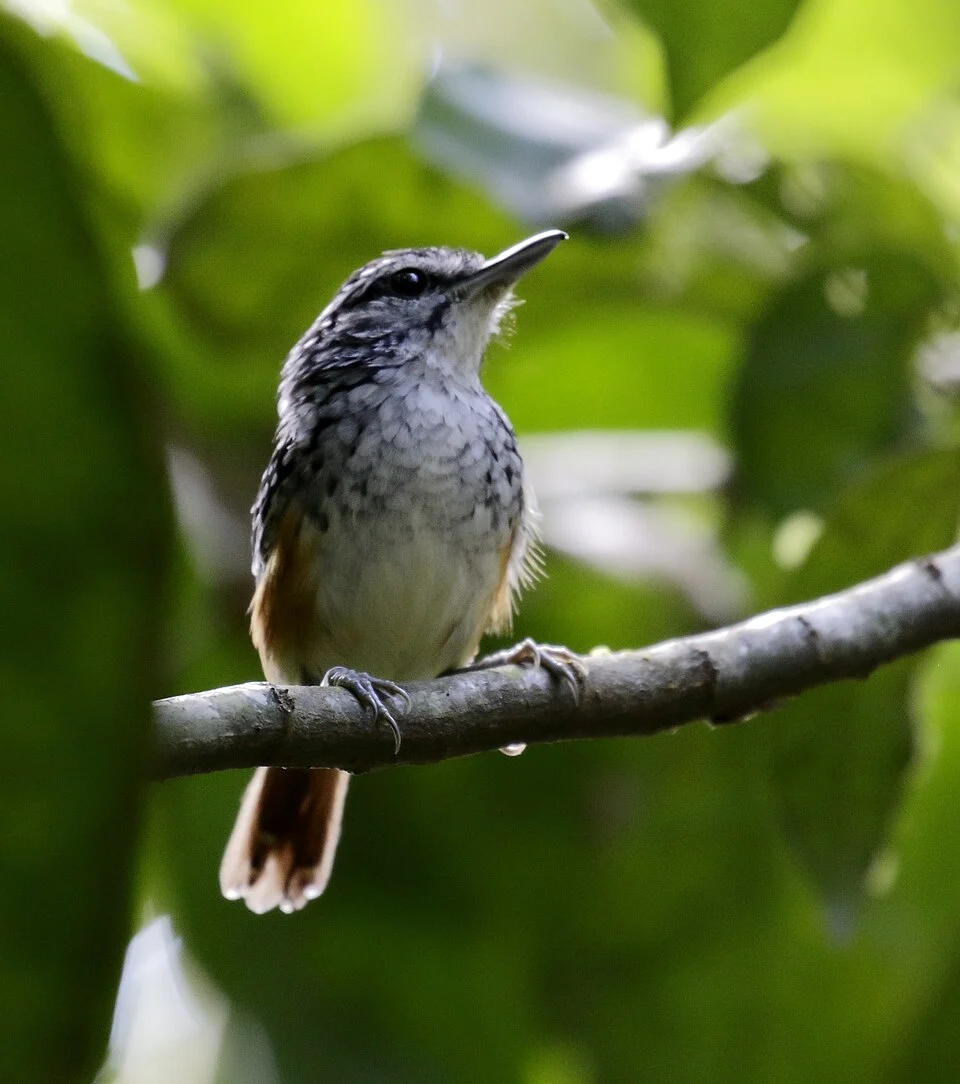 Peruvian warbling-antbird at Rio Branco, Acre, Brazil