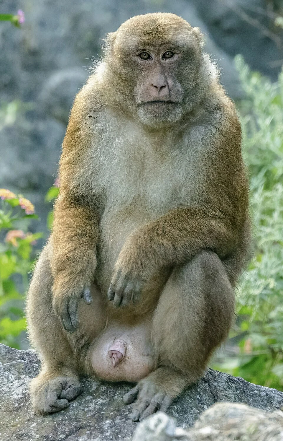 Assam Macaque (Macaca assamensis) in Bhutan