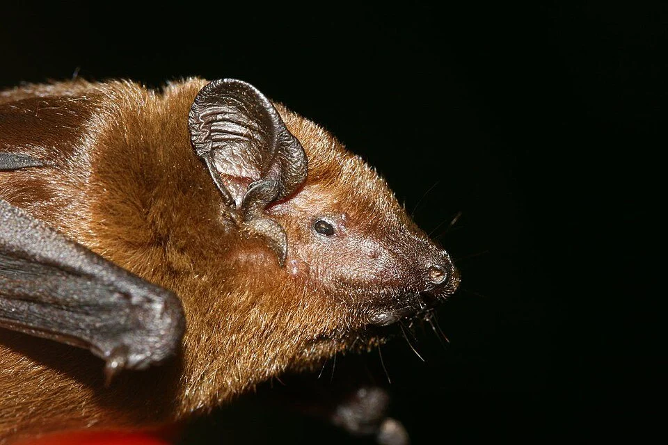 photo of Hesperoptenus blanfordi