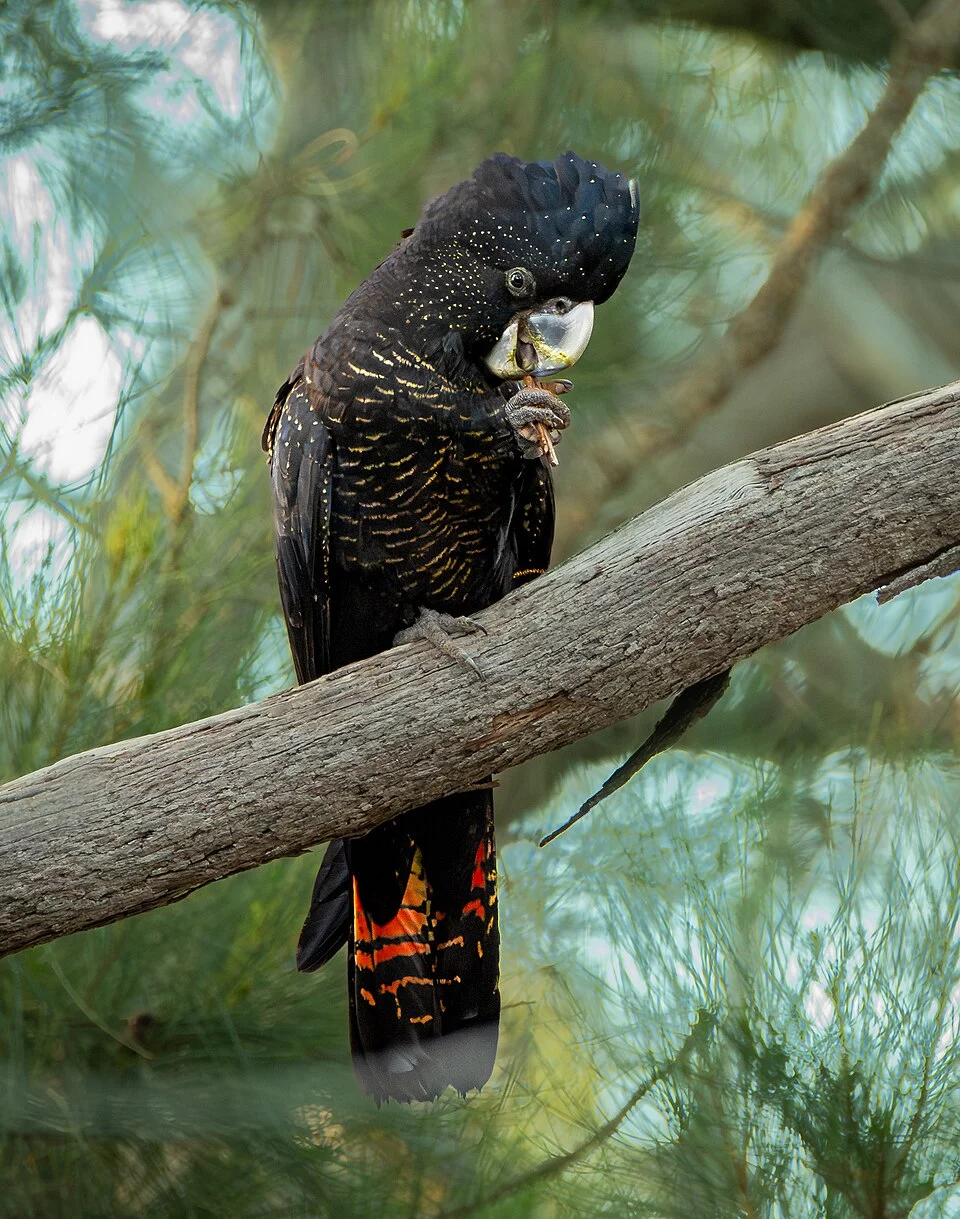 Red-tailed Black Cockatoo (Female) sitting amongst Casuarina trees.