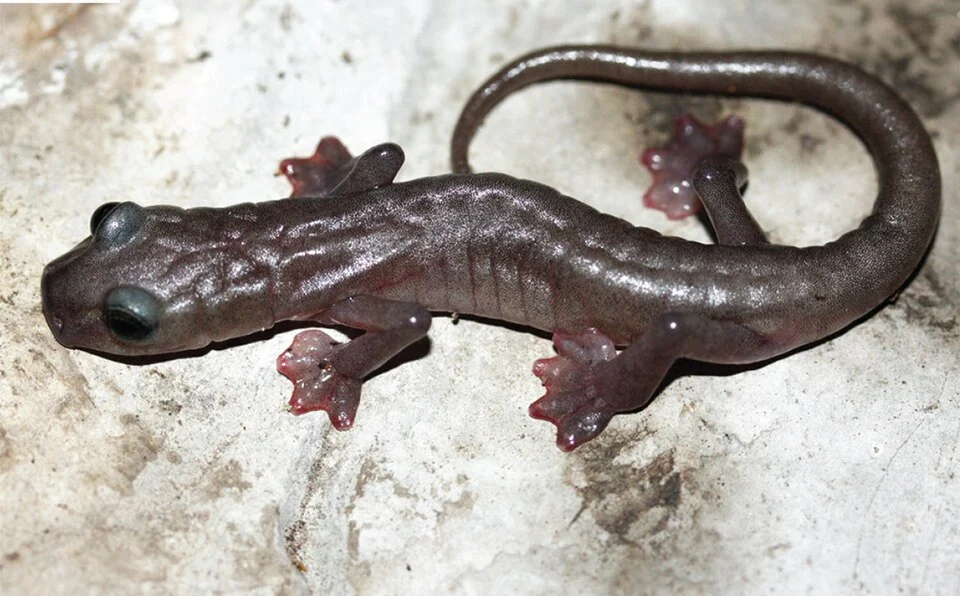 Chiropterotriton magnipes
