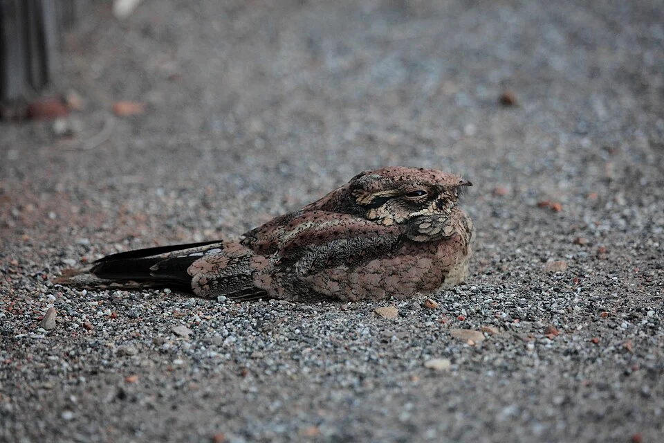 Spotted Nightjar (Eurostopodus argus), Northern Territory, Australia