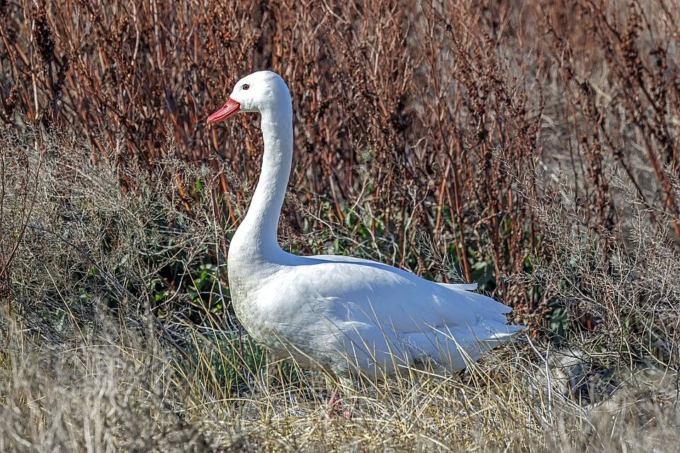 Coscoroba swan (Coscoroba coscoroba), Reserva Laguna Nimez, El Calafate, Argentina