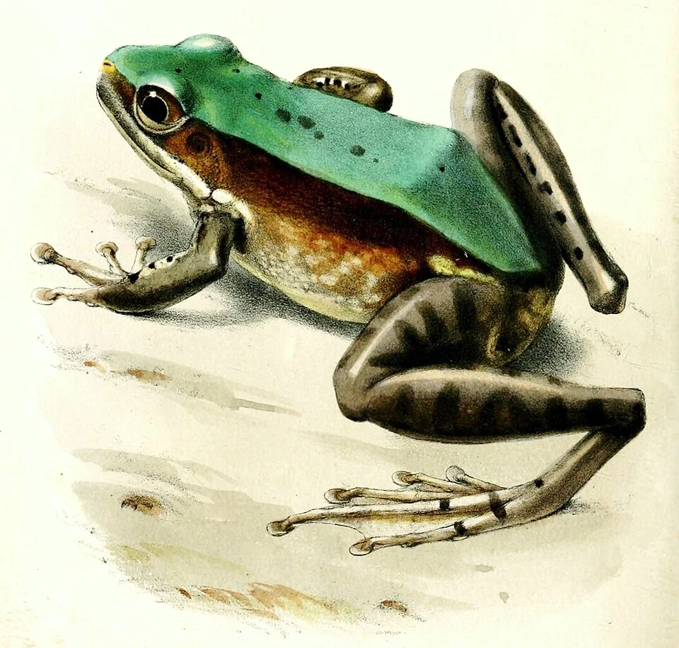 Polypedates chloronotus = Odorrana chloronota