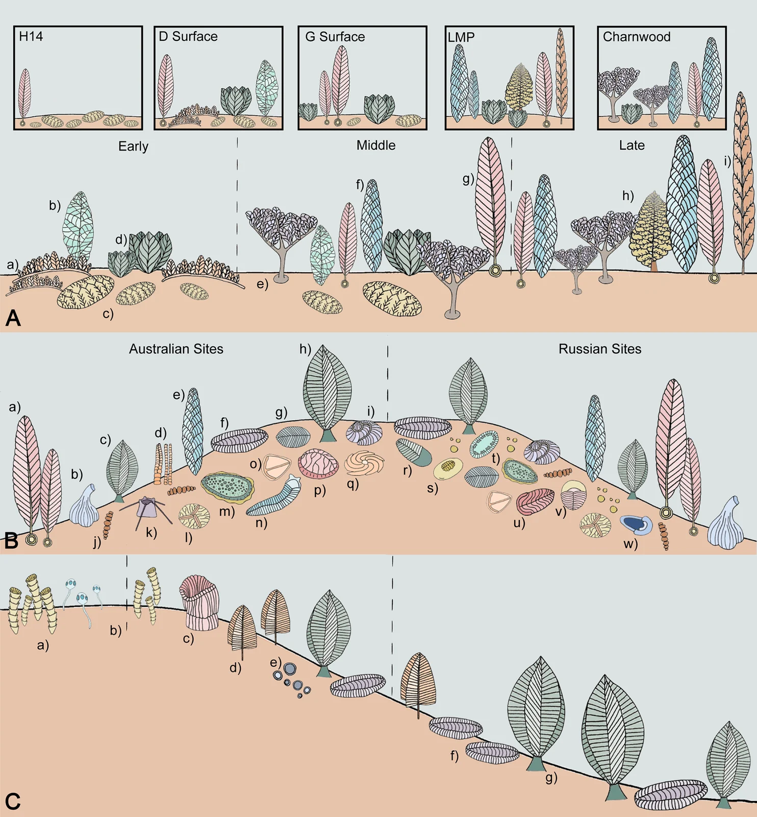 Cloudina reconstructed as yellow nested tubes labelled a in panel C of Eden and colleagues’ 2022 Ediacaran community diagram; all three published panels retained