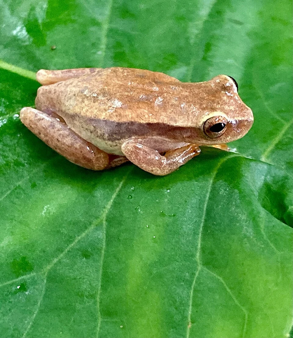 Mathiasson's Tree Frog (Dendropsophus mathiassoni) in Colombia