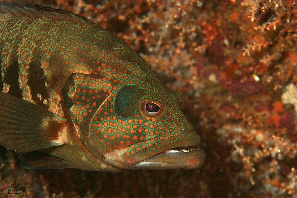 The Panamic Graysby (Cephalopholis panamensis)