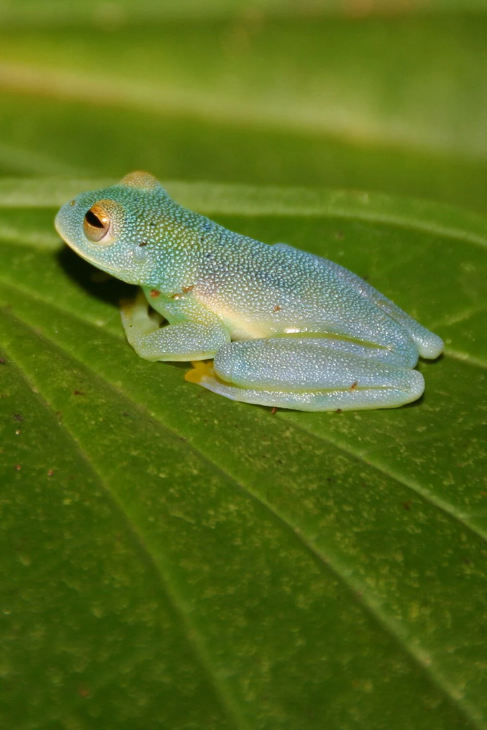 Photo of a glass frog, made in national park Manuel Antonio in Costa Rica.