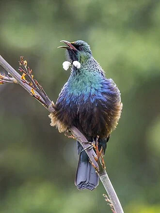 Tui (Prosthemadera novaeseelandiae), Tiritiri Matangi, off North Island, New Zealand