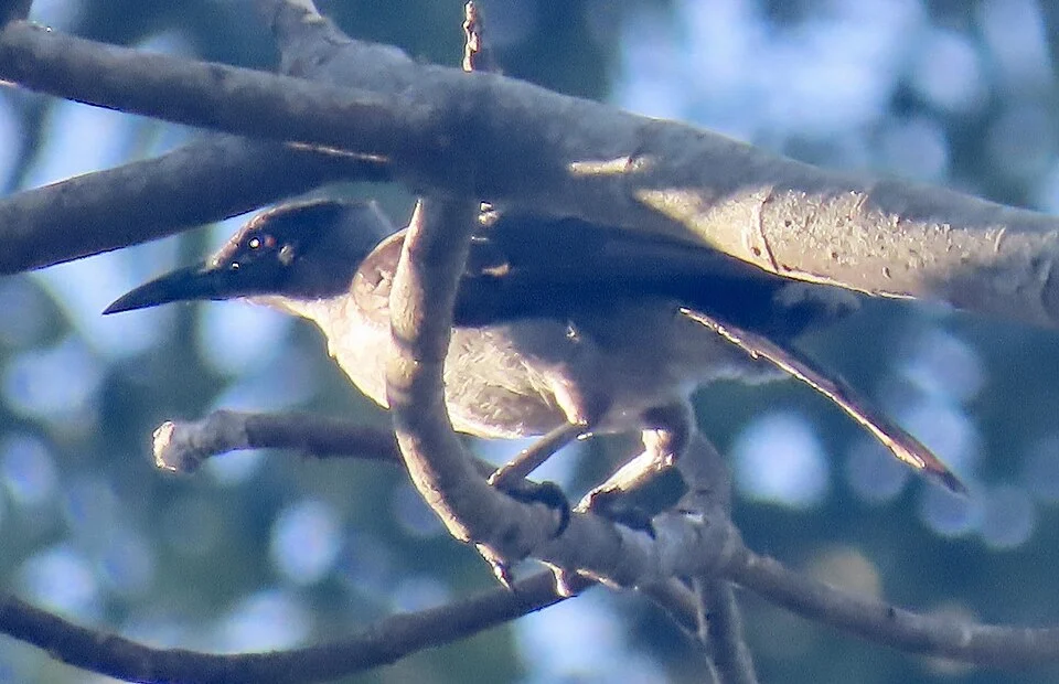 Philemon cockerelli, New Britain, West New Britain, PG, 2022-09-05 (iNaturalist).