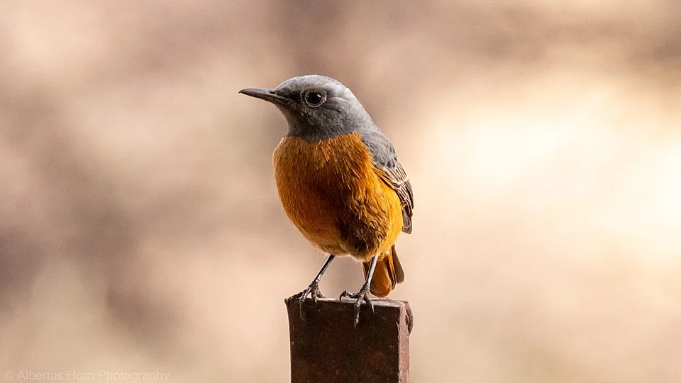 Transvaal Rock-Thrush (Monticola brevipes pretoriae) in South Africa