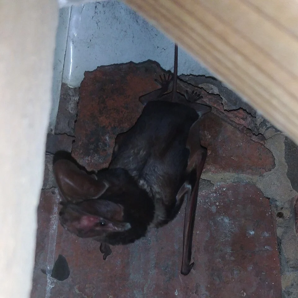 Large-eared Giant Mastiff Bat (Otomops martiensseni) in South Africa