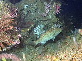 A juvenile scamp, Mycteroperca phenax, on a deep patch reef at West Flower Garden Bank. Water depth 310 feet.