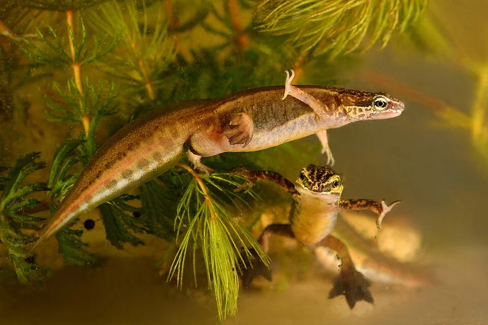 Lissotriton helveticus