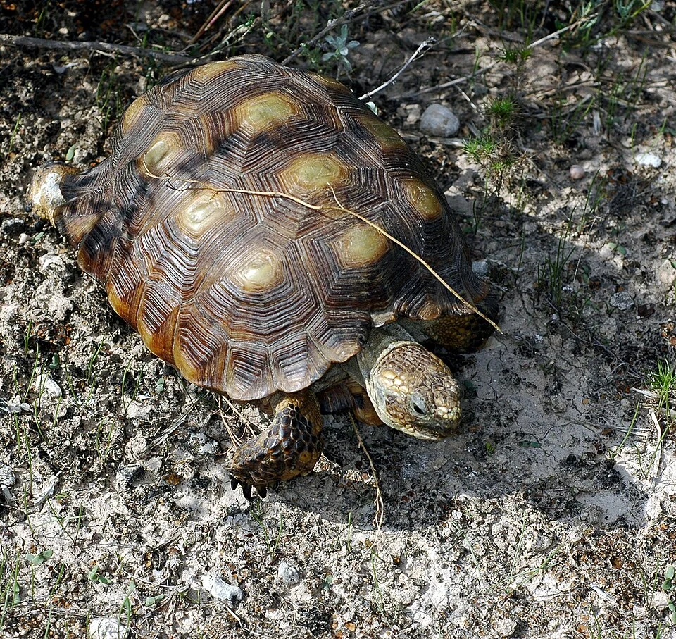 A low reproductive rate, historic heavy exploitation by pet suppliers, and other factors have led to a severe population decline of the species. This has resulted in its being listed in 1977 as a protected nongame (threatened) species, thus affording protection from being taken, possessed, transported, exported, sold, or offered for sale.  Amistad Rec Area, San Pedro Campground road, Val Verde Co, Texas