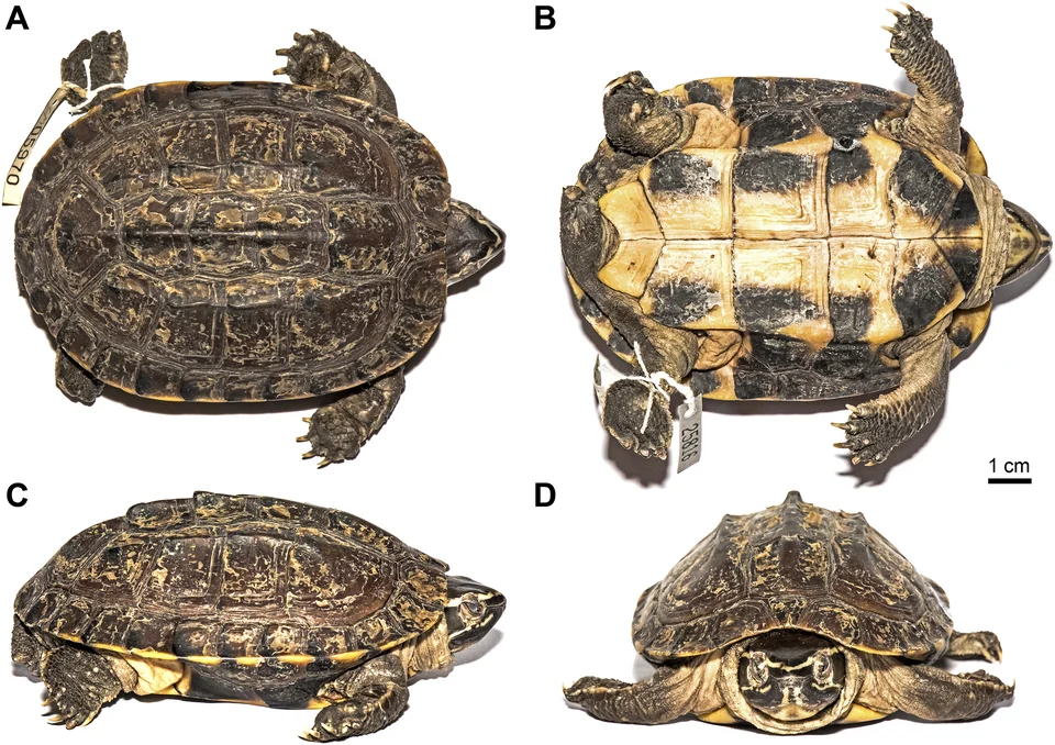 (A) Dorsal, (B) ventral, (C) lateral, and (D) frontal views of the holotype of Malayemys khoratensis (THNHM 25816, young, adult female from Udon Thani, Thailand).