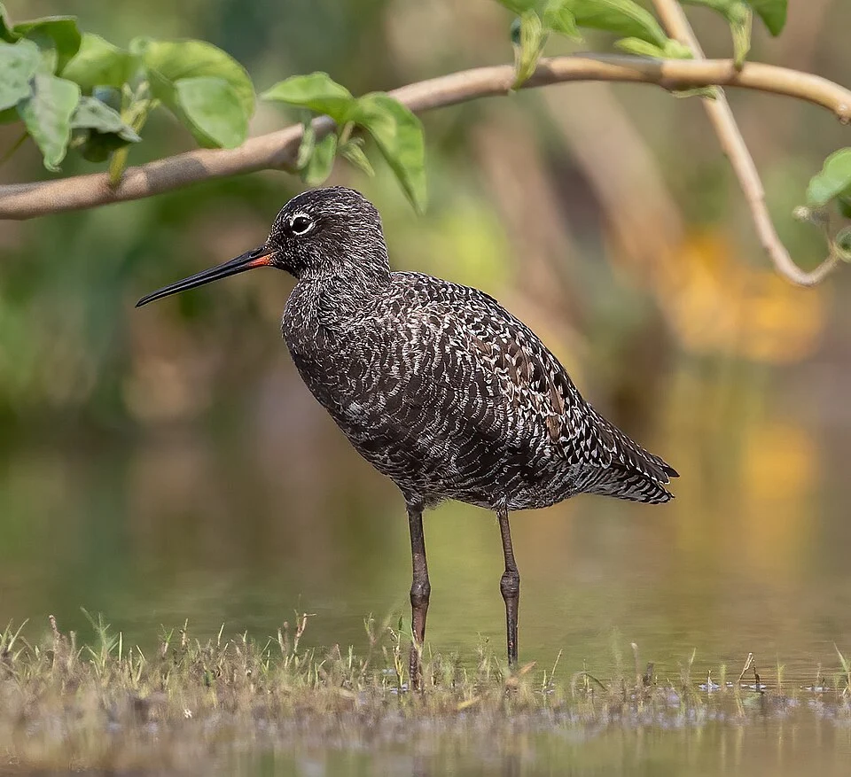 A spotted redshank in breeding plumage.