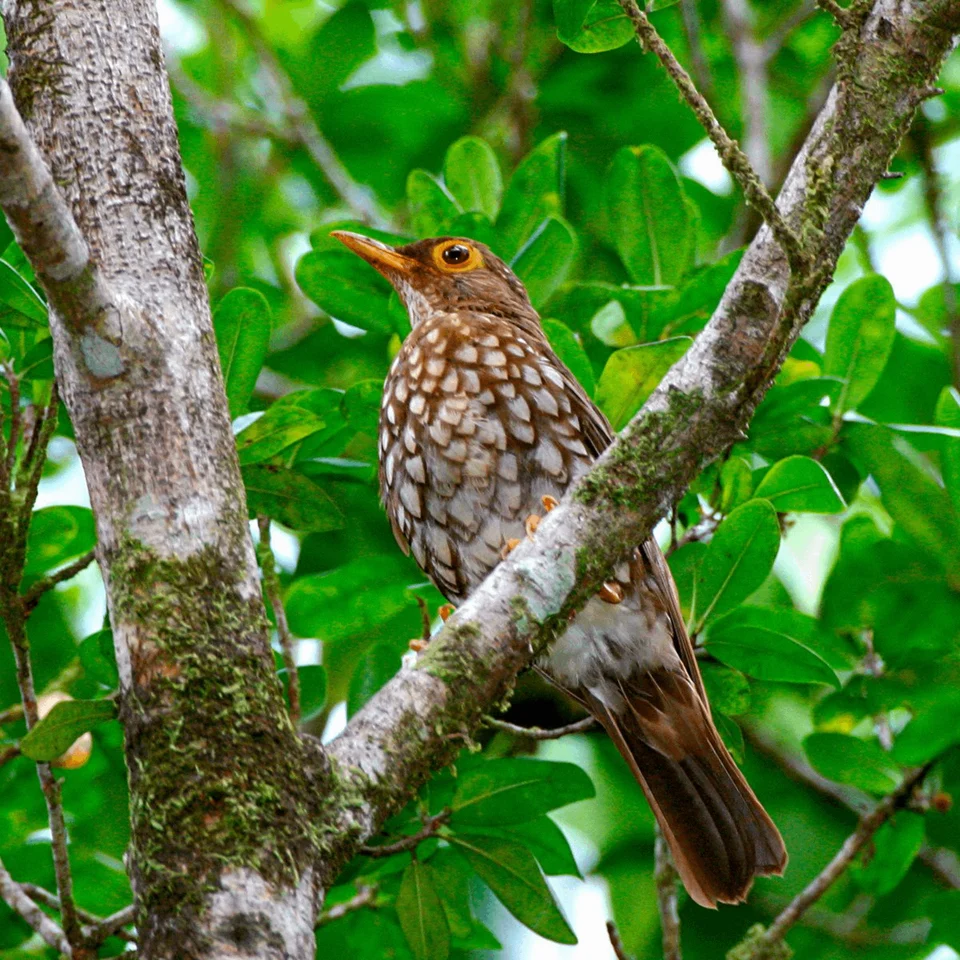 Turdus lherminieri photographed by Stéphane Morin in 2008, in Guadeloupe