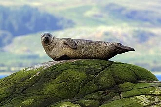 Common Seal (Phoca vitulina vitulina), off Lismore, Argyll
