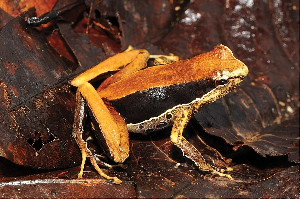 Holotype of Mantophryne insignis, a male in dorsolateral view