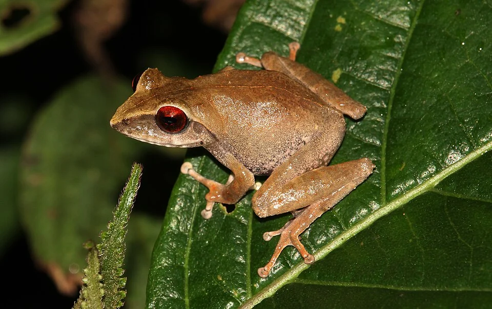 Pseudophilautus alto is an endemic species of frogs found in highlands of Sri Lanka.
