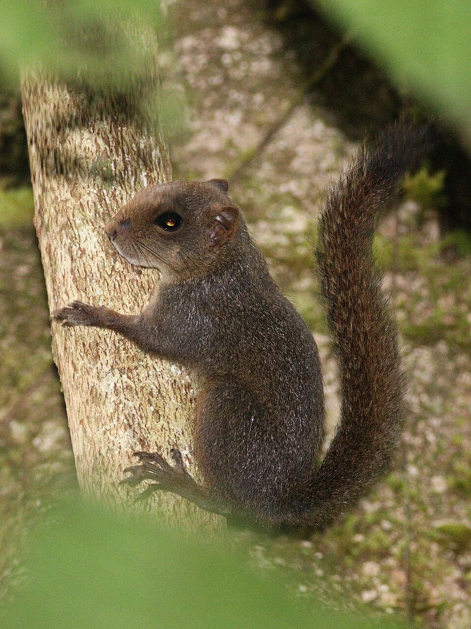 Central American dwarf squirrel / Alfaro's pigmy squirrel (Microsciurus alfari), Costa Rica - Rancho Quemado