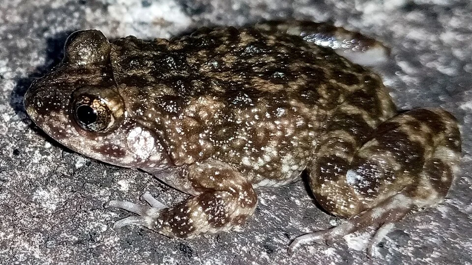 Nannophrys naeyakai. Sri Lanka
