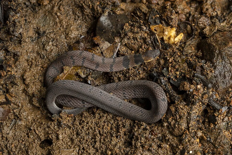Ninia maculata from Tinamaste, Puntarenas, Costa Rica