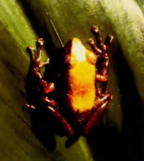 Platymantis banahao