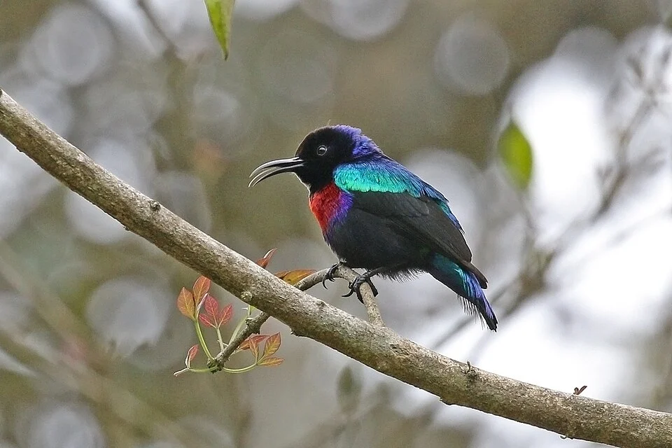 Splendid sunbird (Cinnyris coccinigastrus) male, Aburi Botanical Gardens, Ghana