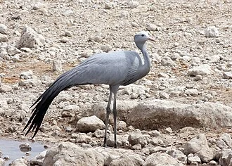 Blue Crane Grus paradisea, Etosha National Park, Namibia
