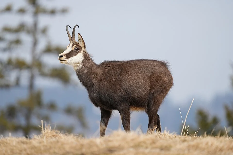 Wild chamois in the Parc régional Chasseral