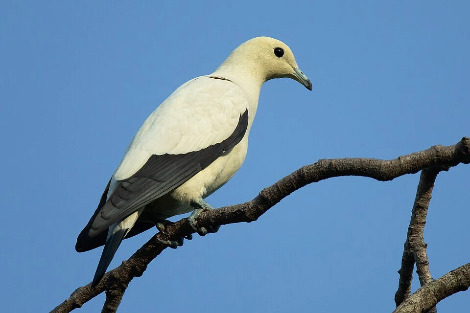 Pied Imperial Pigeon (Ducula bicolor), Chinese Garden, Singapore