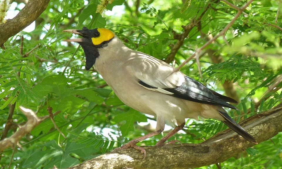 A male Wattled starling in breeding attire, along the S34 west of Tshokwane, in the Kruger National Park, South Africa