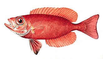 Priacanthus arenatus Cuvier & Valenciennes. Catalufa; Toro.In: The Fishes of Porto Rico, by Barton Warren Evermann and Millard CalebMarsh. Bulletin of the United States Fish Commission, Vol. XX for 1900.First Part. P. 350, Plate 16.
