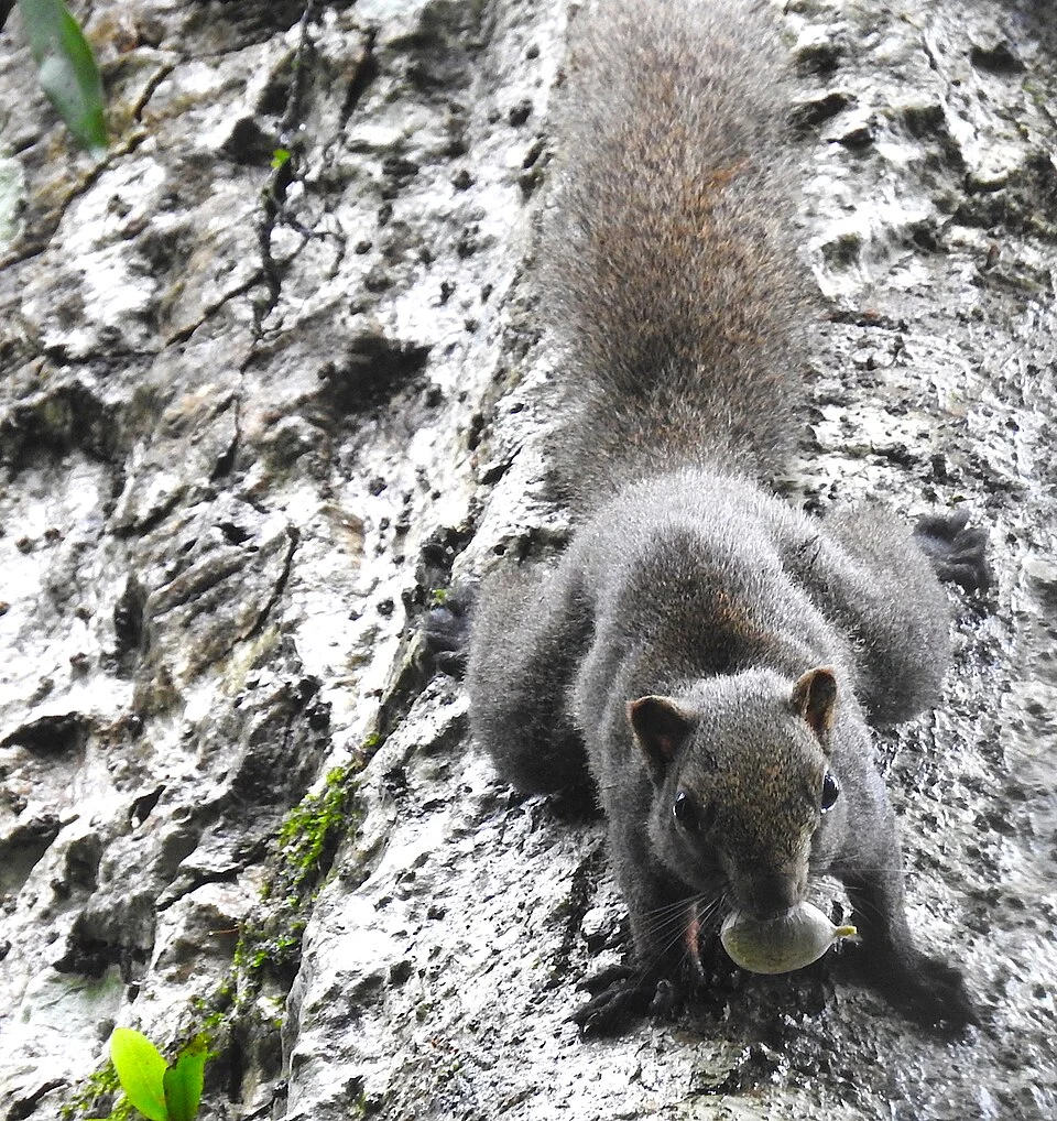 Red-bellied squirrel (Callosciurus erythraeus) with an unripe fruit of Pterospermum lancifolium in its mouth in Pakke Tiger Reserve.