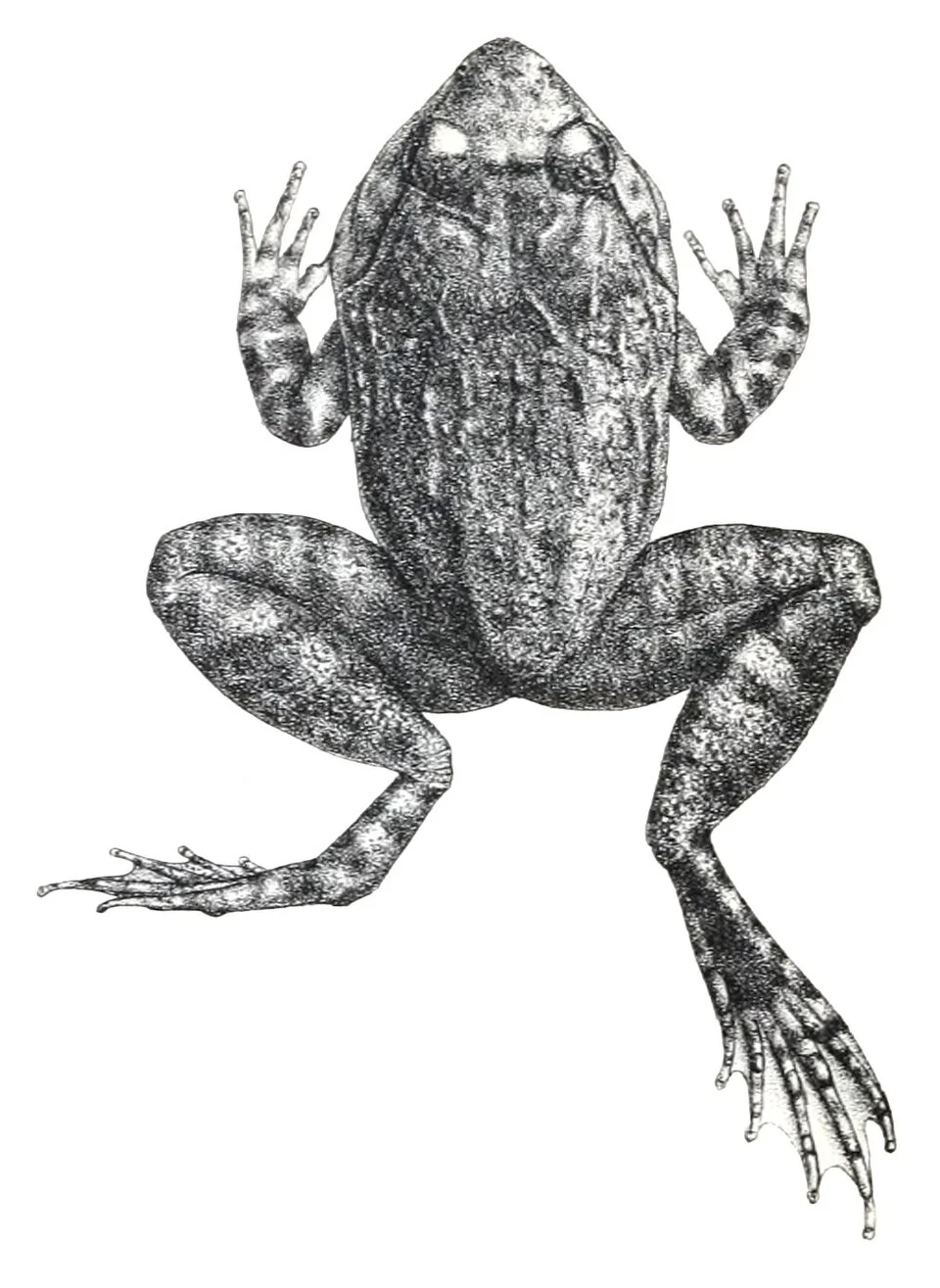 Rana laticeps = Limnonectes khasianus