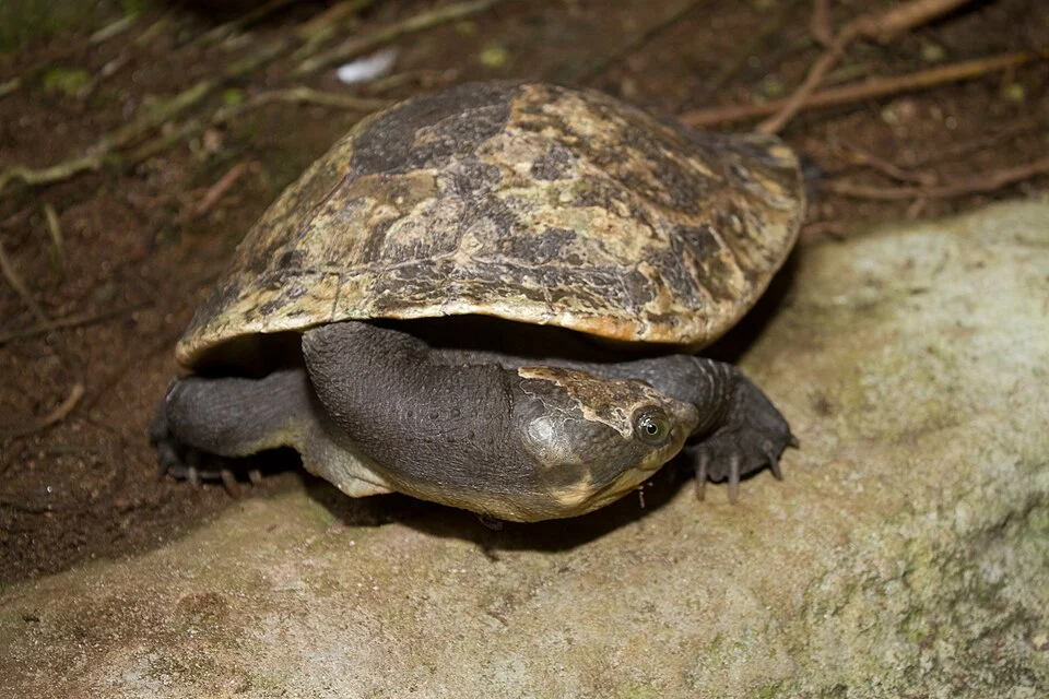 Myuchelys novaeguineae (Elseya novaeguineae) New Guinea Snapping Turtle