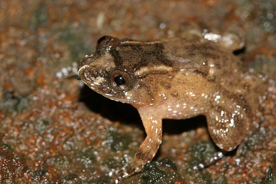 Nyctibatrachus minor from india