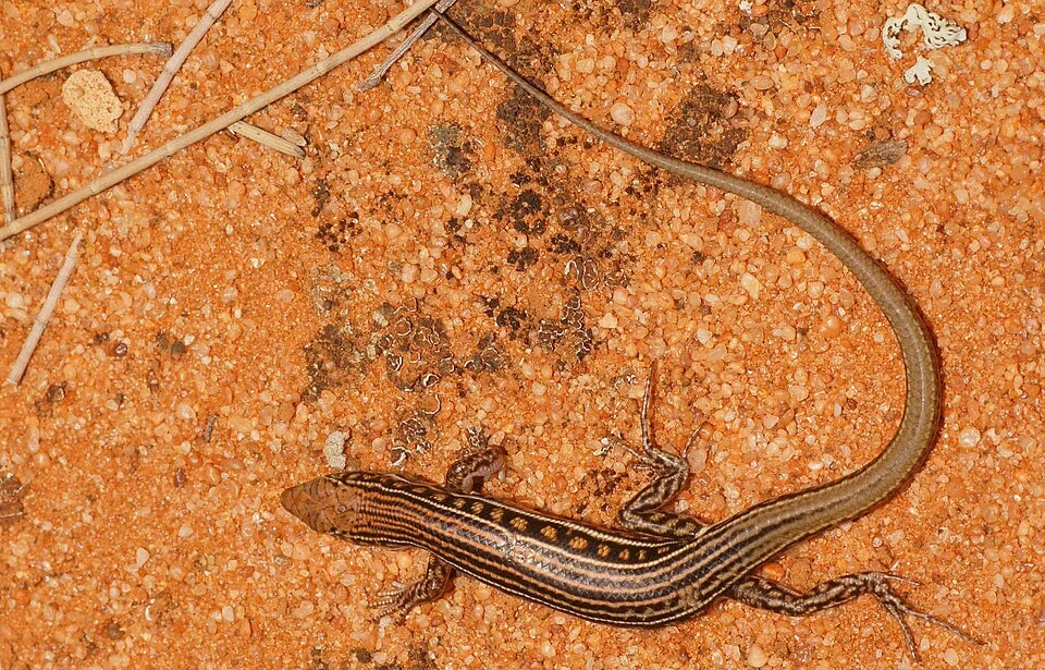 Dorsal View