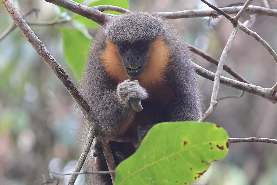 Prince Bernhard's Titi (Plecturocebus bernhardi) in Brazil